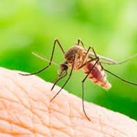 Mosquito Pest Control Inglewood